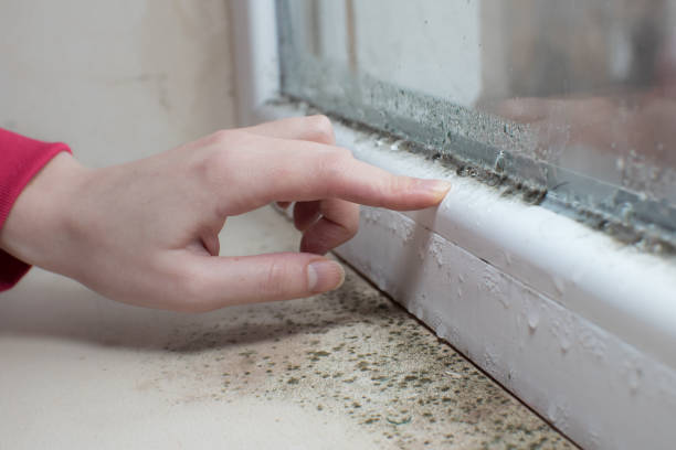 Best Airborne Mold Testing  in Wmington, IL